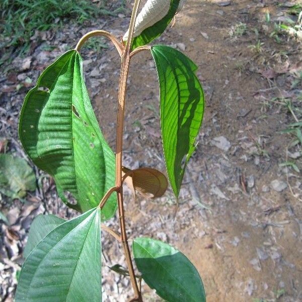 Miconia elata Leaf