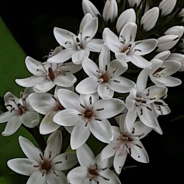 Lysimachia clethroides Blüte