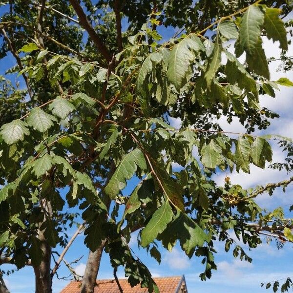 Koelreuteria paniculata Levél