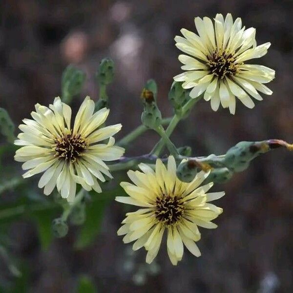 Lactuca tuberosa Fleur