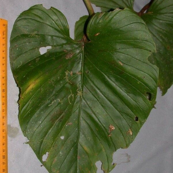 Philodendron brunneicaule Other