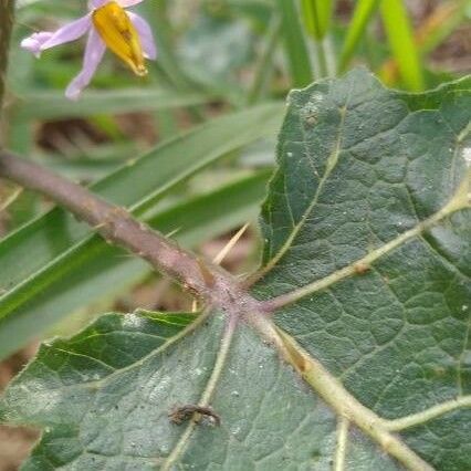 Solanum viarum Leaf
