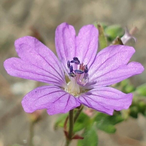 Geranium pyrenaicum Flower