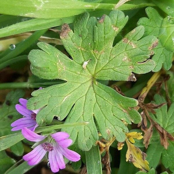 Geranium pusillum ഇല