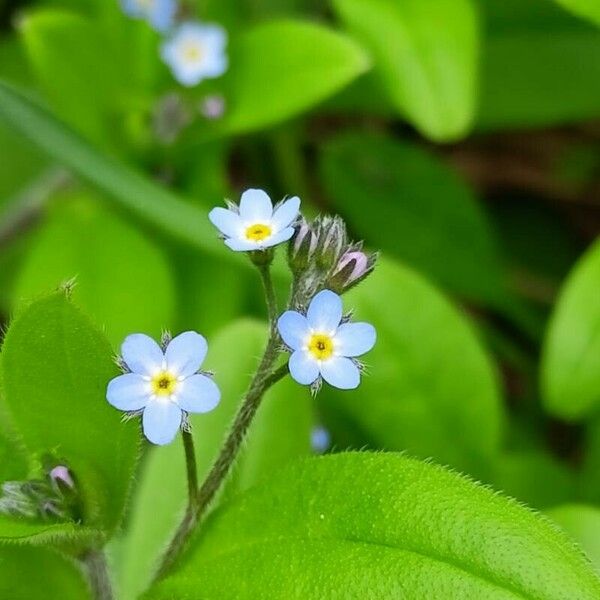 Myosotis arvensis Flor