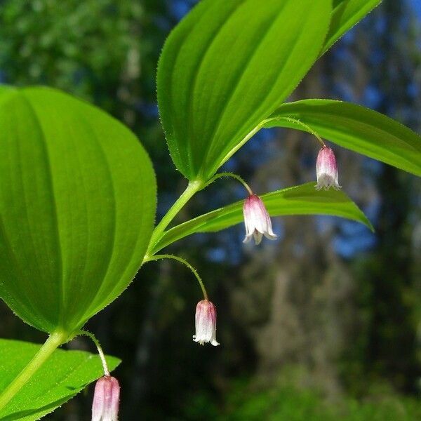 Streptopus lanceolatus 花