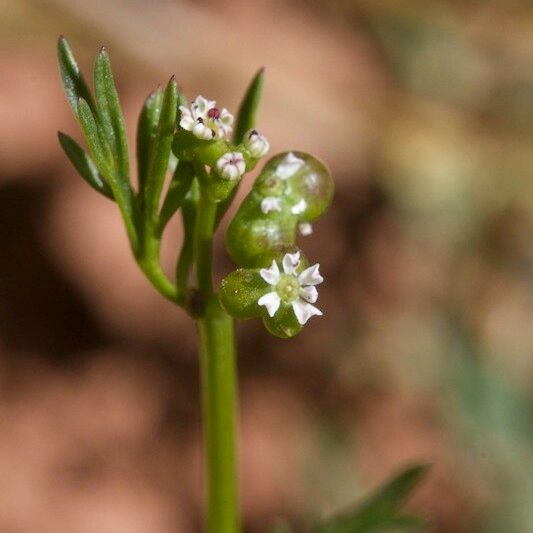 Bifora testiculata Other