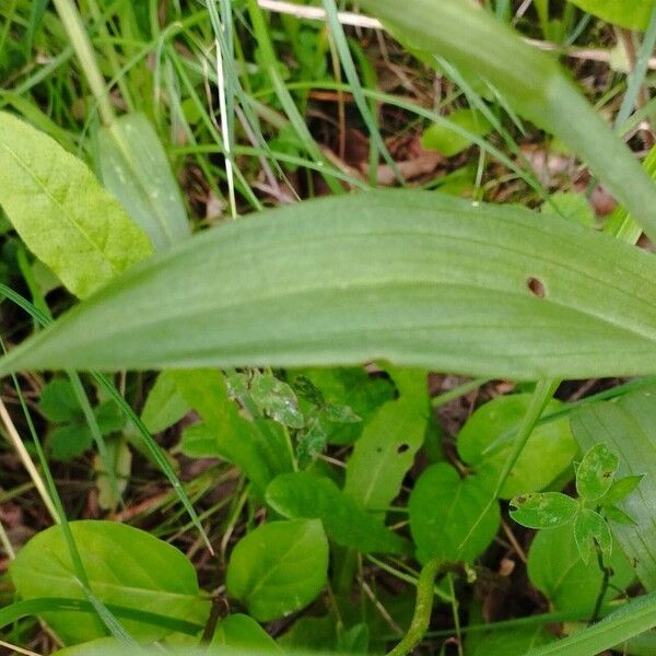 Ophrys apifera Φύλλο