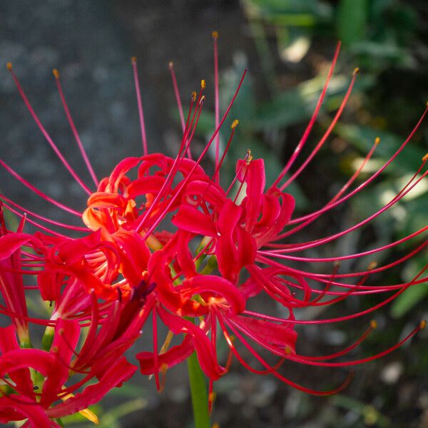 Lycoris radiata Flower