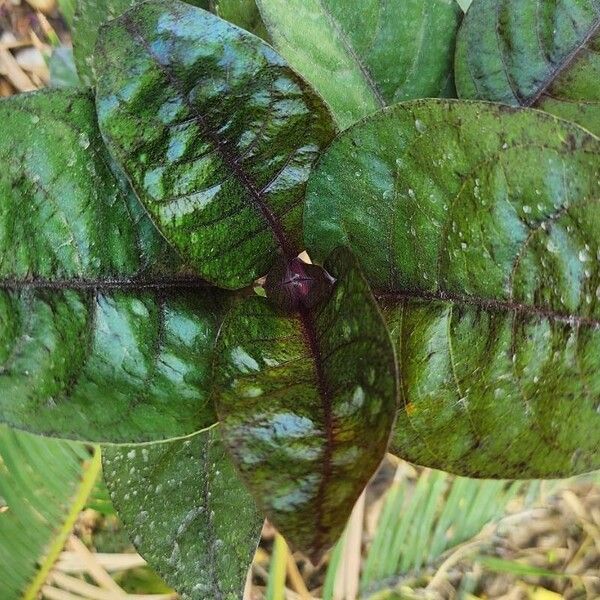 Pseuderanthemum carruthersii Leaf
