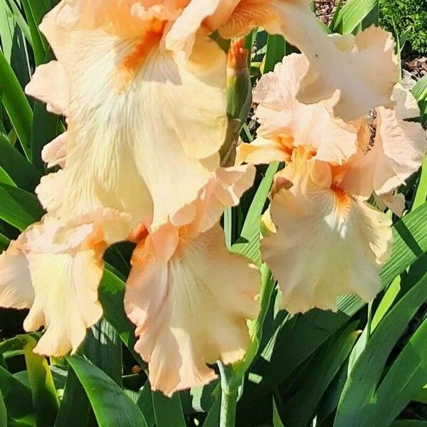 Iris barbatula Flor