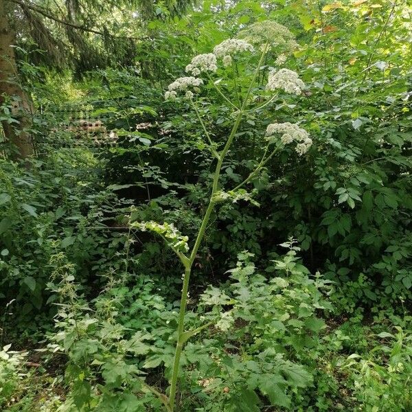 Heracleum sphondylium Blüte