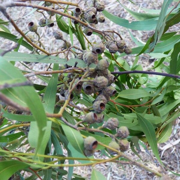 Corymbia citriodora Hedelmä