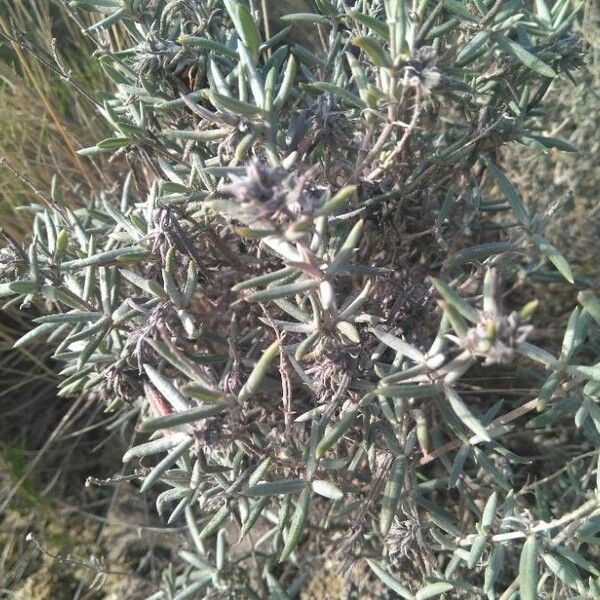 Helianthemum syriacum Leaf