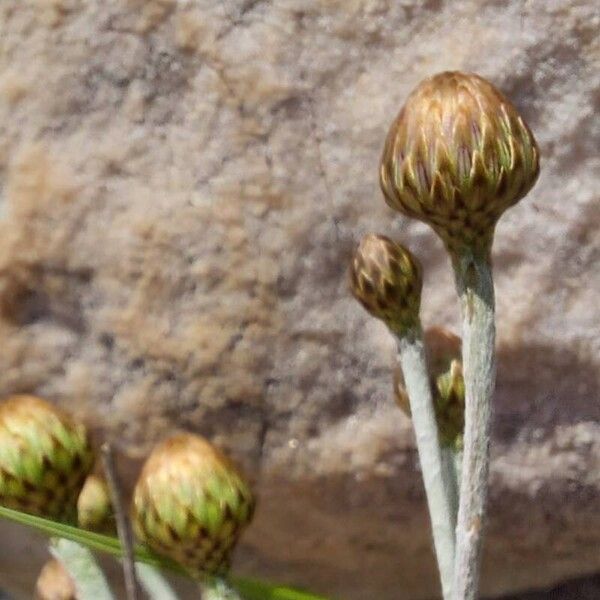 Phagnalon rupestre 花