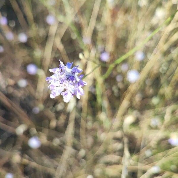 Cephalaria transsylvanica Blomst