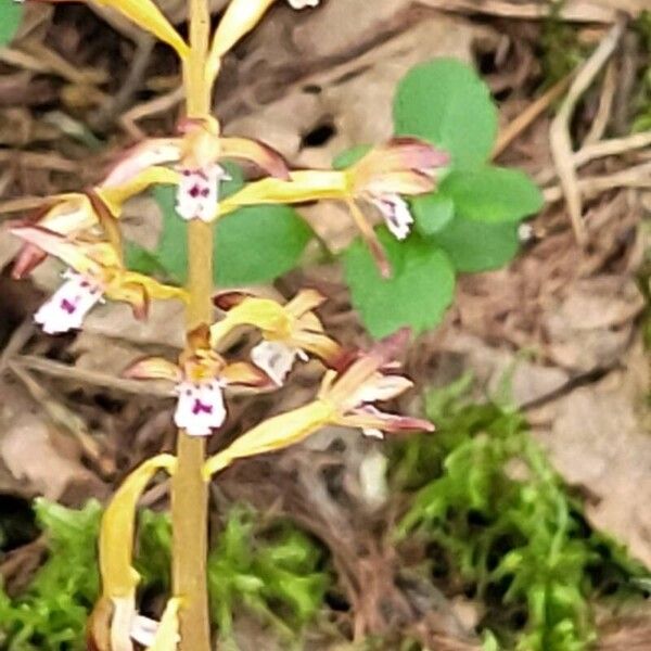 Corallorhiza maculata Flower