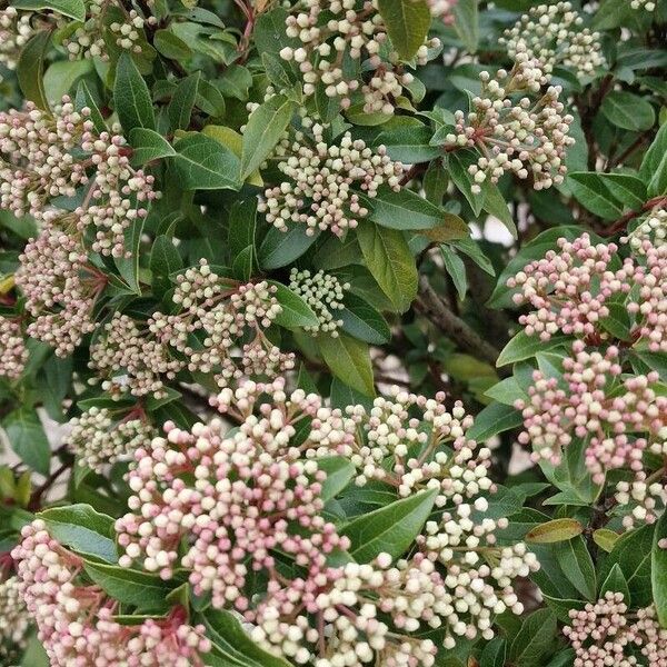 Viburnum nudum Floare