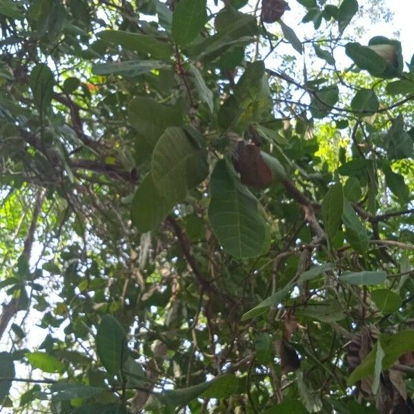 Anacardium occidentale Hostoa