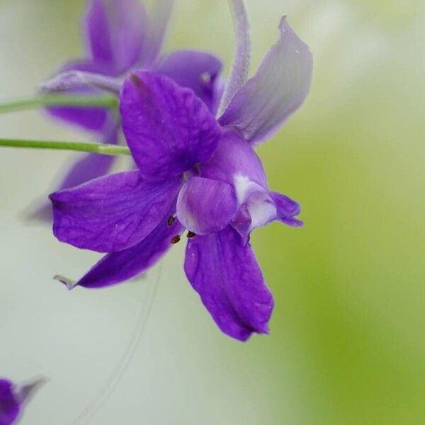 Delphinium consolida Otro