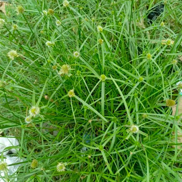 Cyperus brevifolius Blad