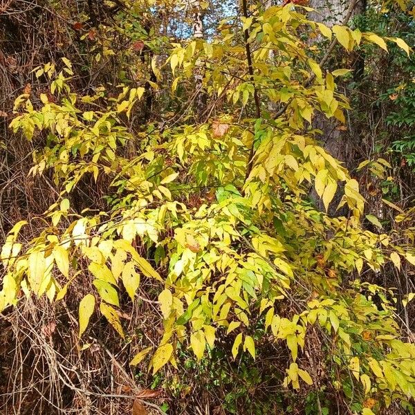 Celtis laevigata Hàbitat