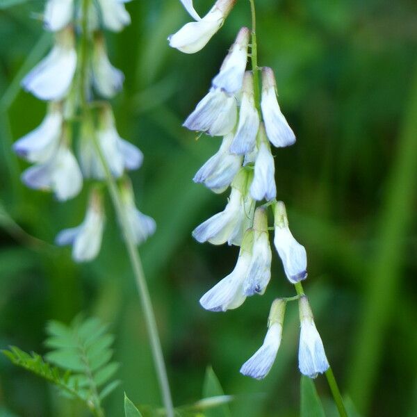 Vicia sylvatica Fleur