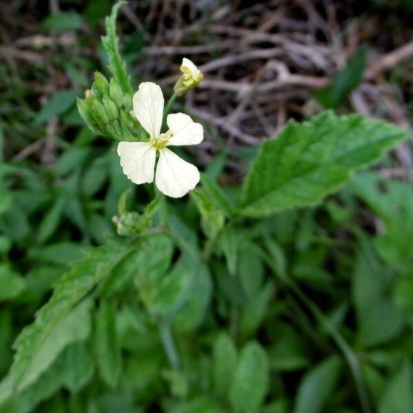 Raphanus raphanistrum Floare