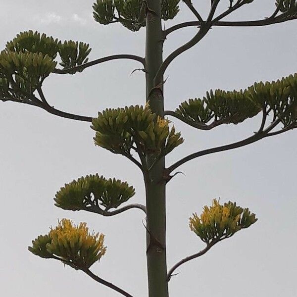 观察 Agave Americana L Nasri Ridha 21年7月4日 北非 Pl Ntnet Identify