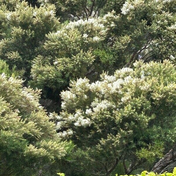 Melaleuca linariifolia 花