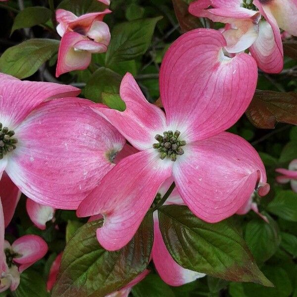 Cornus florida Floare