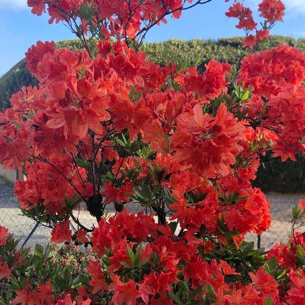 Rhododendron calendulaceum Fleur