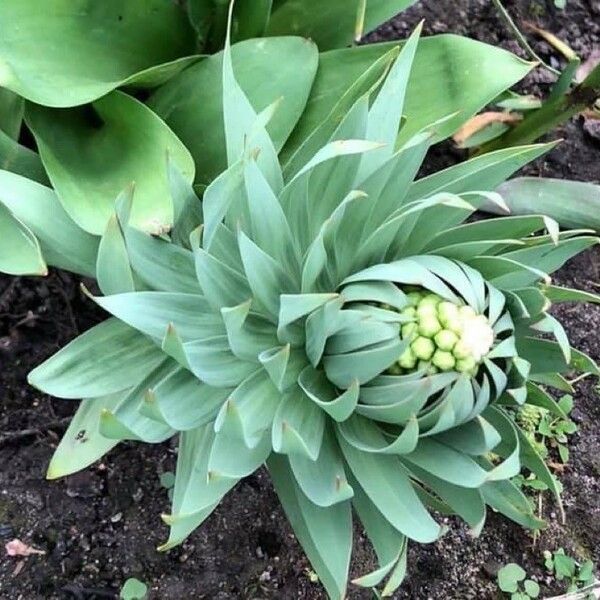 Agave attenuata পাতা