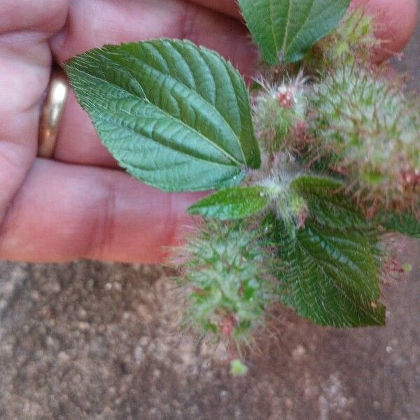 Acalypha alopecuroidea List