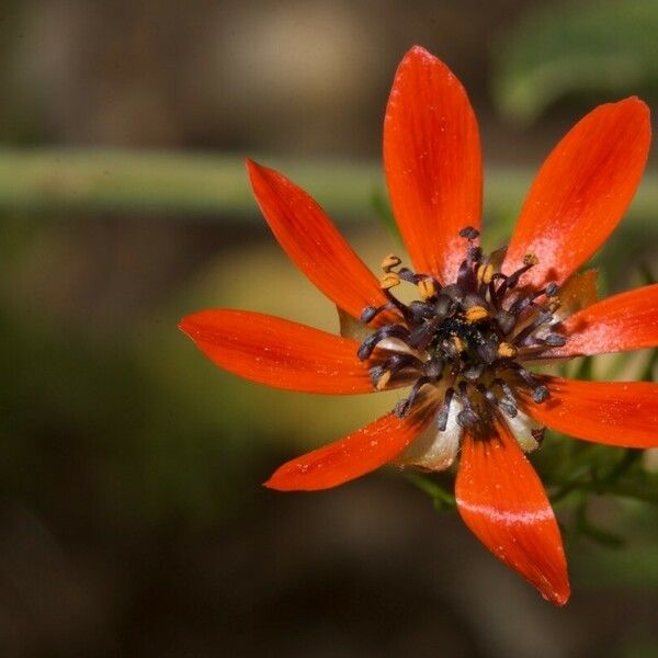 Adonis flammea Lorea