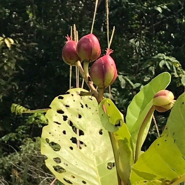 Dillenia suffruticosa Fruit