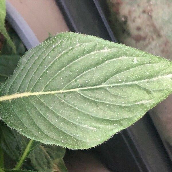 Pentas lanceolata Лист