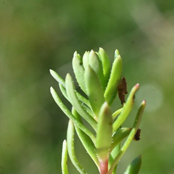 Saxifraga aizoides Лист