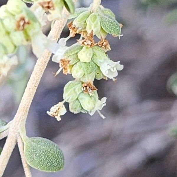 Zataria multiflora Frutto