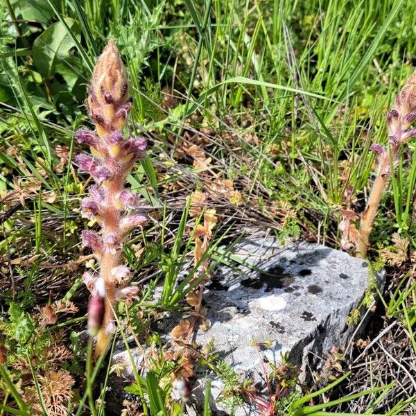 Orobanche pubescens Flor