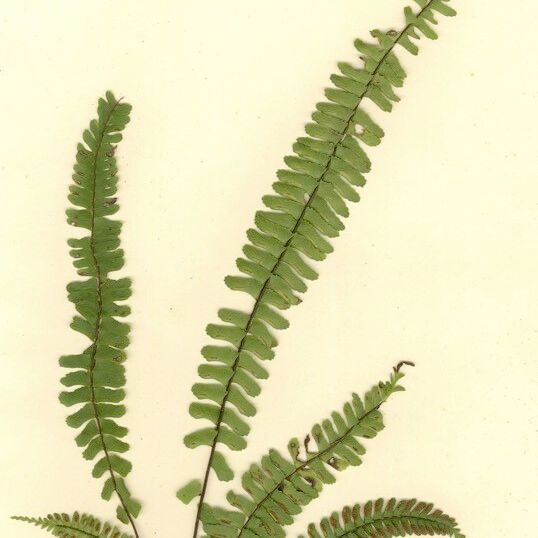 Asplenium monanthes Alkat (teljes növény)