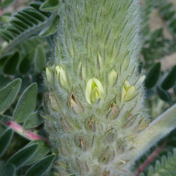 Astragalus alopecurus Flower