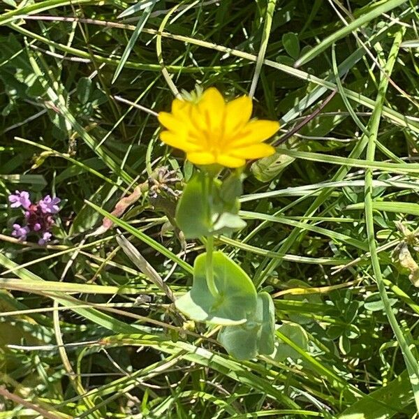 Blackstonia perfoliata 花