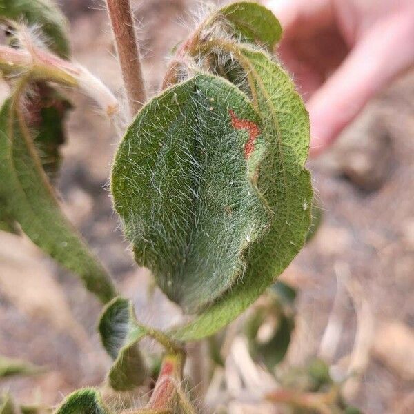 Cistus symphytifolius Blad