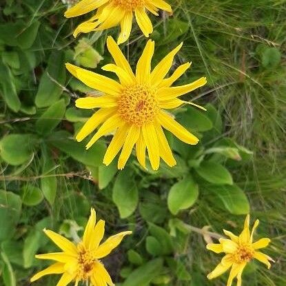 Doronicum clusii Flower