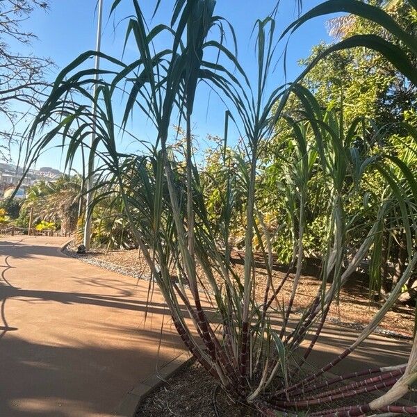 Saccharum officinarum Leaf