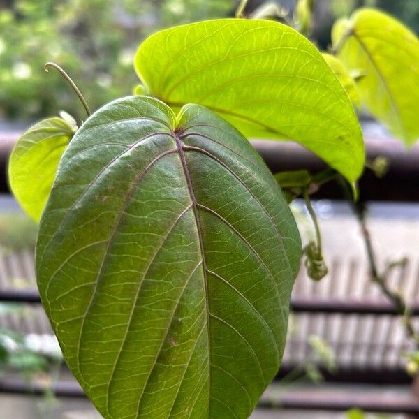 Passiflora ligularis Лист