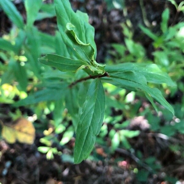 Punica granatum Leaf