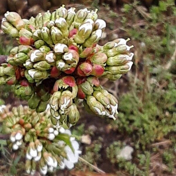 Prunus cerasus Flower