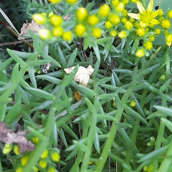 Petrosedum rupestre Hostoa